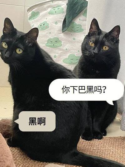 看到黑猫代表什么|黑猫的象征意义